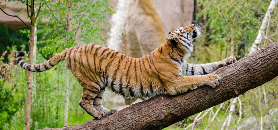 6 Tips for Capturing Amazing Animal Photography at the Zoo – Camera Harmony
